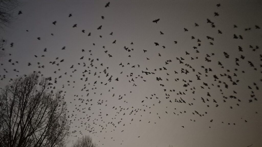 Birdsofdeath